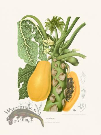 Horticulture of Java 39